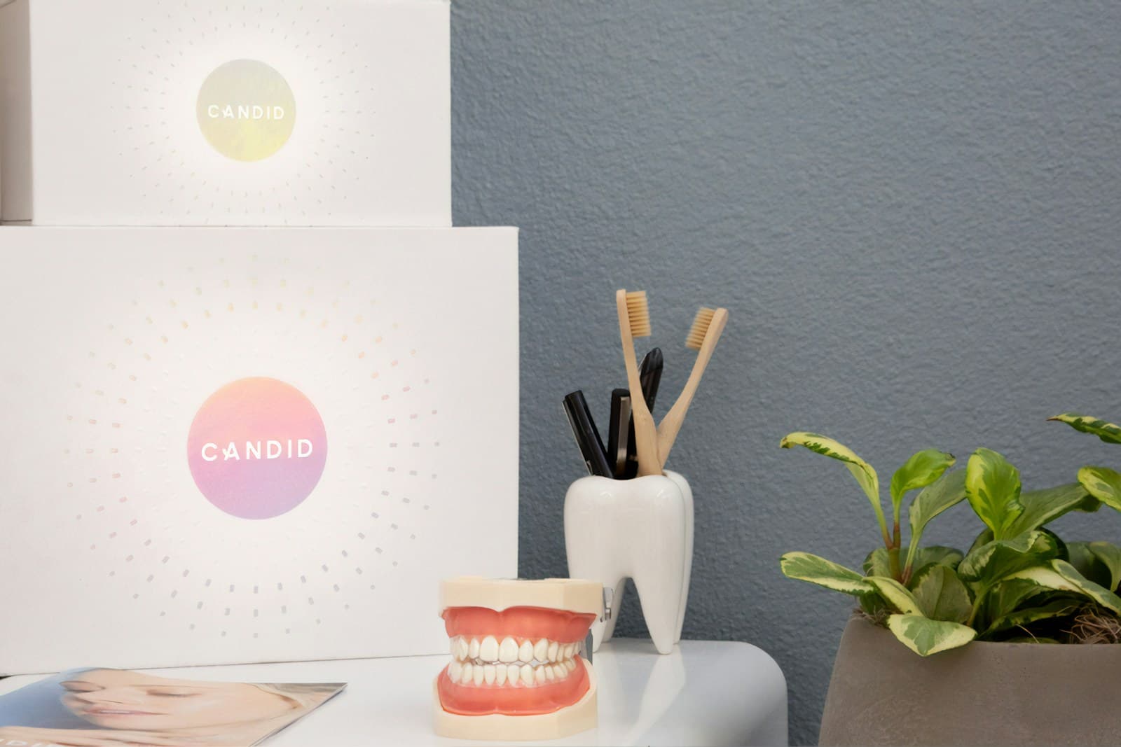 A close detail of the practice: a study model and toothbrushes on a bench beside a small plant